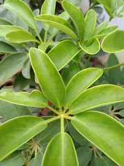 Decorative green plant in the garden