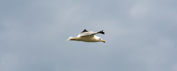 iThe flight of seagull