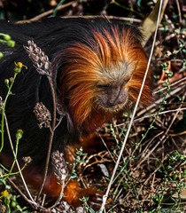 Golden-headed lion tamarin on the ground in its enclosure. Latin name - Leontopithecus chrysomelas