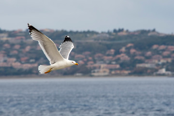 Fototapeta na wymiar iThe flight of seagull