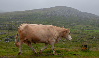 Ring of Kerry Ireland landscapes cows