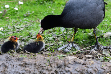 Common coot (fulica atra) feeding its young