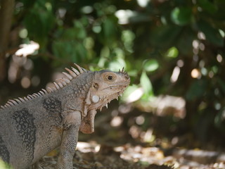 Iguane dans la faune jungle
