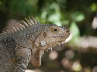 Iguane dans la faune jungle