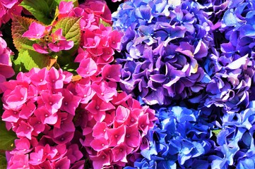 blue hydrangea flowers, purple. 
