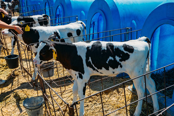 Young Holstein Freisian calves in blue calf-house at diary farm