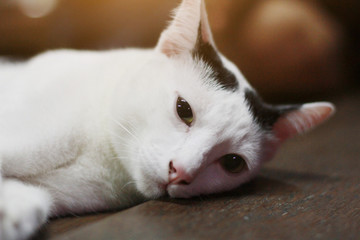 Fototapeta na wymiar White cat enjoy and relax on wooden floor