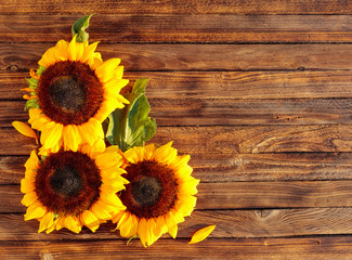 Blooming sunflowers on a rustic wooden background, overhead view.