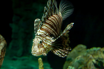 Colorful underwater wildlife we absolutely need to preserve