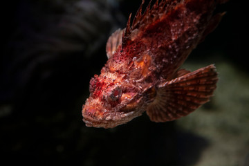 Colorful underwater wildlife we absolutely need to preserve