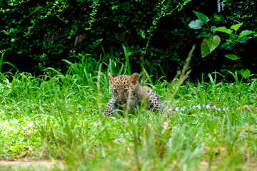 baby leopard in wildlife breeding station.