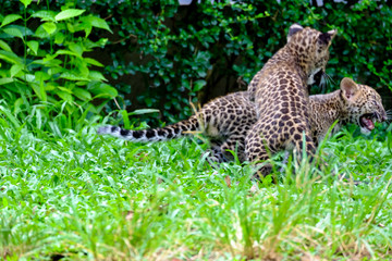 baby leopard in wildlife breeding station.