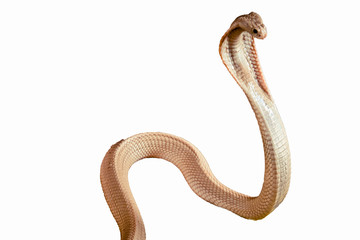 Fototapeta premium Albino cobra isolated