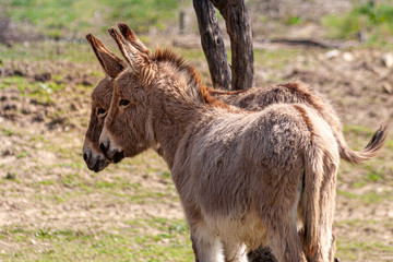 A donkey couple standing under a olive tree