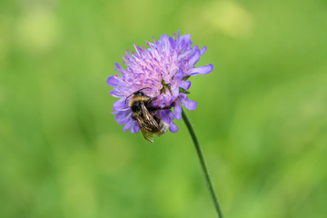  Bumble Bee collecting pollen from purple flower