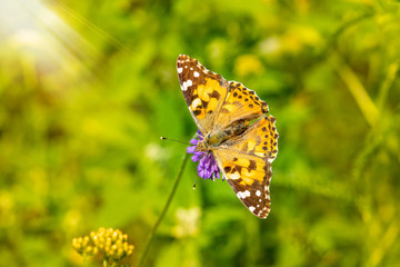 Butterfly on a purple flower