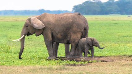 Naklejka na ściany i meble Two elephants in the savannah in the Serengeti park, the mother and a baby in the swamps