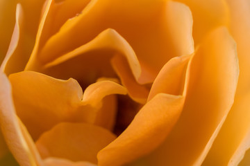 Macro shot of yellow flower