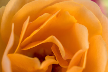 Macro shot of yellow flower