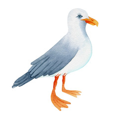 Seagull watercolor hand painted illustration.