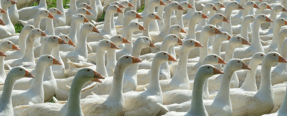 Obraz premium Huge herd of white geese on the green meadow of a geese farm
