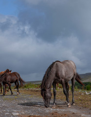 Fototapeta na wymiar West Coast Ireland the Burren Karstlandscape horse
