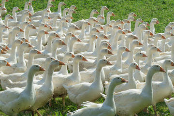Obraz premium Huge herd of white geese on the green meadow of a geese farm