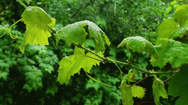 Green grapes leaves in the rain with water drops.