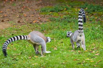 Naklejka na ściany i meble The clever ring-tailed lemur in a wildlife park
