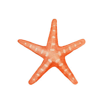 Red starfish watercolor hand painted illustration.