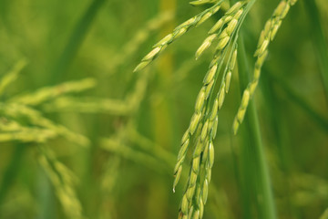 Rice in the field waiting for harvest Chiang Mai Thailand