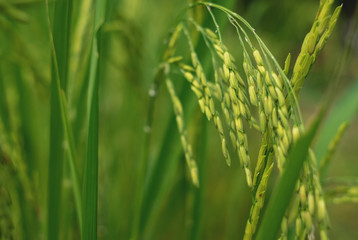 Rice in the field waiting for harvest Chiang Mai Thailand