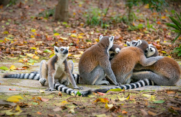 The clever ring-tailed lemur in a wildlife park