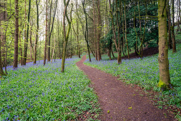 Obraz premium path in the forest