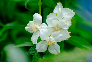 Big white jasmine flowers in the garden.