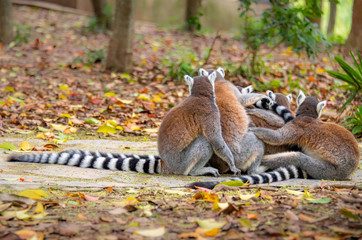 The clever ring-tailed lemur in a wildlife park