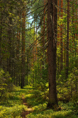 Fototapeta na wymiar forest, tree, nature, trees, landscape