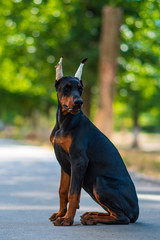 Doberman dog best frend puppy