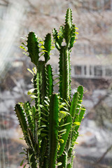 Succulent plant (Triangular spurge) in flower pot on window sill inside.