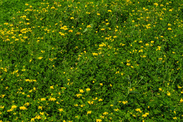 Gewöhnlicher Hornklee