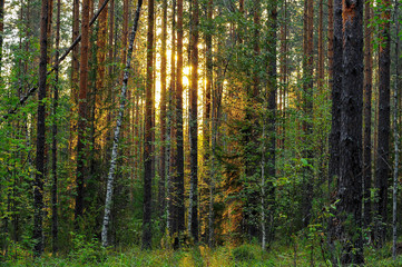 forest, tree, nature, pine, woods