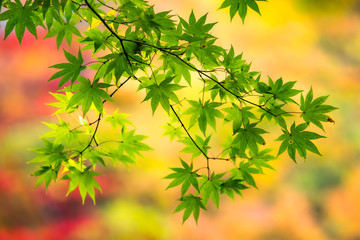 Fototapeta na wymiar Japanese maple tree with green leaves in front of colorful background