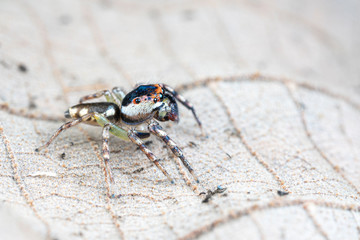 Cytaea sp., the bauble jumping spider, hunting for prey on a leaf in tropical Queensland rainforest