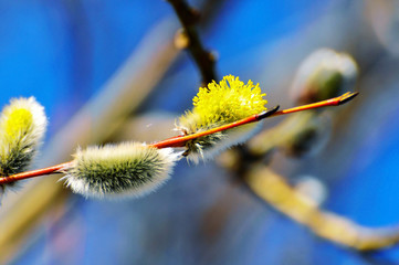 spring, willow, nature