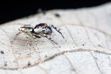 Cytaea sp., the bauble jumping spider, hunting for prey on a leaf in tropical Queensland rainforest