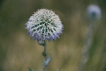 Echinops ecology, echinop, blurred background, weeds, blowball, round, perennial, green, herbaceous, colorful, season, globe thistle, globe-thistle, meadow, ba on a blurred background with free space.