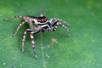 Cytaea sp., the bauble jumping spider, hunting for prey on a leaf in tropical Queensland rainforest