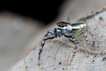 Cytaea sp., the bauble jumping spider, hunting for prey on a leaf in tropical Queensland rainforest