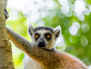The clever ring-tailed lemur in a wildlife park