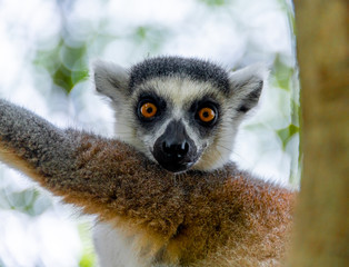 The clever ring-tailed lemur in a wildlife park